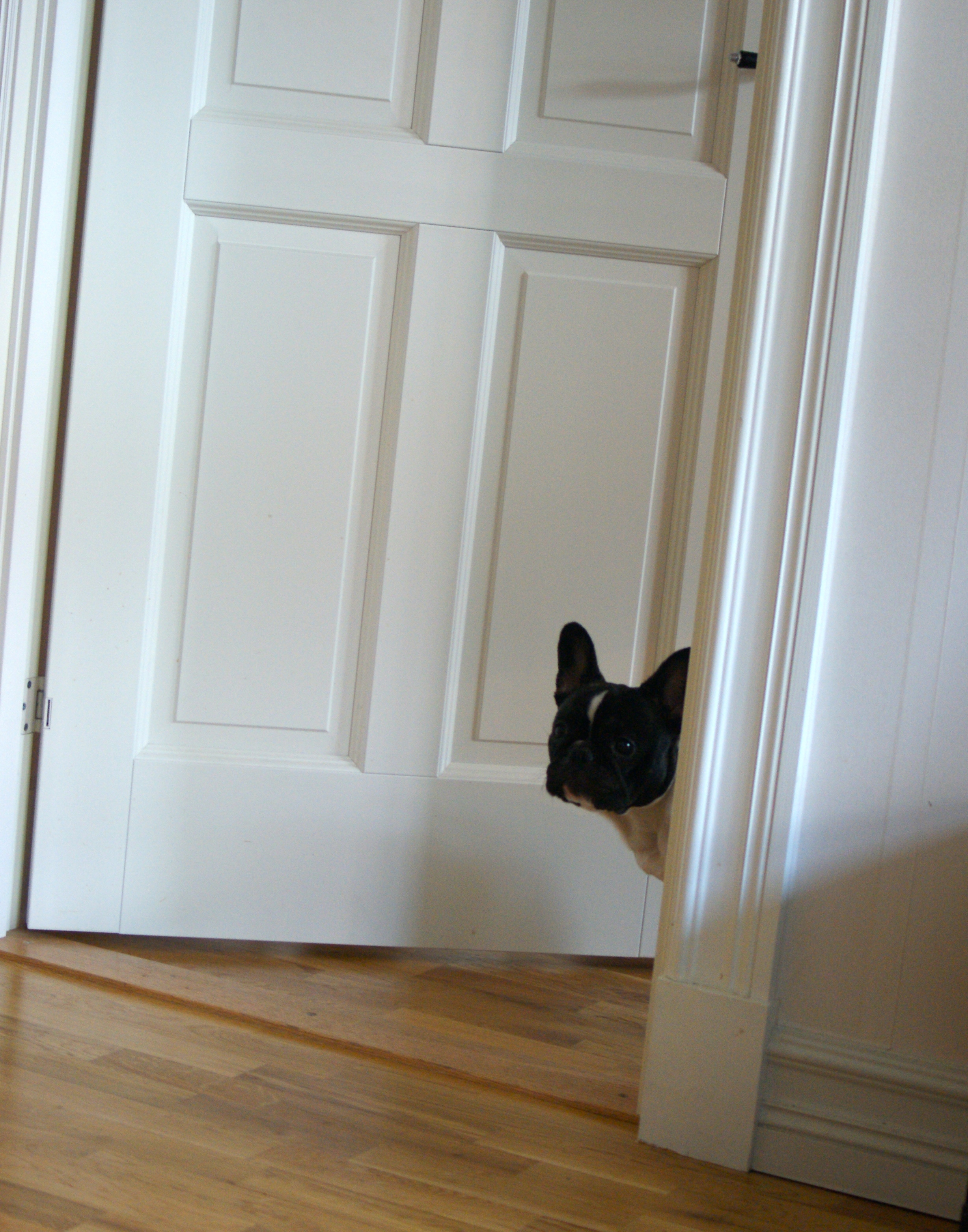 Selma blev lite nyfiken när jag fotade och kikade ut i vardagsrummet :)